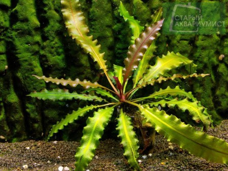 Aponogeton Rigidifolius